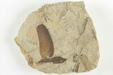 Fossil Flora (Macroneuropteris & Annularia) Plate Pos/Neg - Kentucky #201663-4